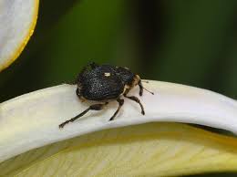 Attēlu rezultāti vaicājumam “Mononychus punctumalbum”