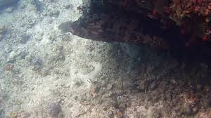 Image result for Dermatolepis inermis