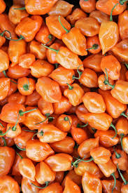 Afbeeldingsresultaat voor orange habanero hot pepper