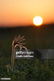 Attēlu rezultāti vaicājumam “Pulsatilla pratensis leaf”