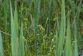 Attēlu rezultāti vaicājumam “Carex lepidocarpa”