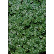 Attēlu rezultāti vaicājumam “Callitriche cophocarpa leaf”