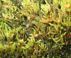 Attēlu rezultāti vaicājumam “Philonotis sporophyte”