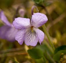 Attēlu rezultāti vaicājumam “Viola rupestris bud”