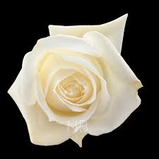 Image result for White Rose Polo Club