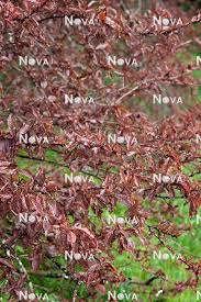 Attēlu rezultāti vaicājumam “Prunus spinosa leaf”