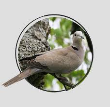 Attēlu rezultāti vaicājumam “Streptopelia decaocto”