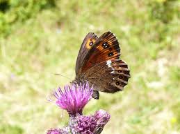 Attēlu rezultāti vaicājumam “Erebia ligea”