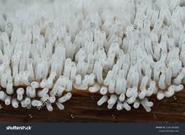 Attēlu rezultāti vaicājumam “Ceratiomyxa fruticulosa sessile”