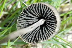 Attēlu rezultāti vaicājumam “Panaeolus papilionaceus”