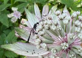 Attēlu rezultāti vaicājumam “Astrantia major leaf”
