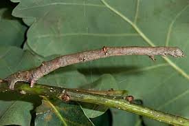 Attēlu rezultāti vaicājumam “Ennomos autumnaria”