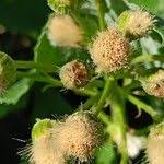 Attēlu rezultāti vaicājumam “Petasites spurius”