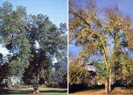 Attēlu rezultāti vaicājumam “Ulmus x hollandica”