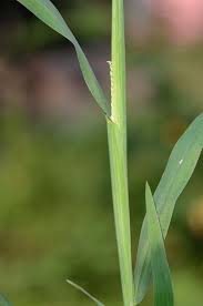 Attēlu rezultāti vaicājumam “Digitaria ischaemum leaf”