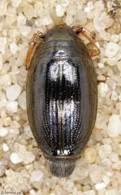 Attēlu rezultāti vaicājumam “Gyrinidae”