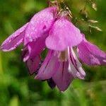 Attēlu rezultāti vaicājumam “Gladiolus imbricatus fruit”