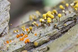 Attēlu rezultāti vaicājumam “Hemitrichia calyculata”