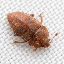 Attēlu rezultāti vaicājumam “Nitidulidae”