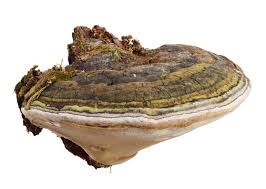 Attēlu rezultāti vaicājumam “Phellinus”