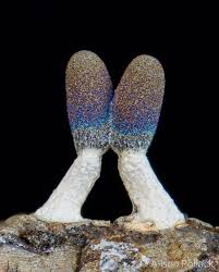 Attēlu rezultāti vaicājumam “Diachea leucopodia stalked”