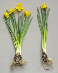 Attēlu rezultāti vaicājumam “Narcissus leaf”