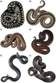 Attēlu rezultāti vaicājumam “Vipera berus adult”