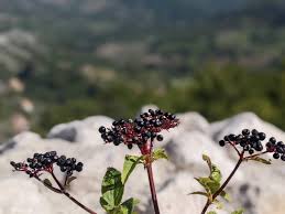 Attēlu rezultāti vaicājumam “Adoxaceae”