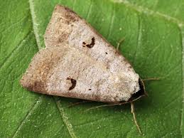 Attēlu rezultāti vaicājumam “Lygephila pastinum”