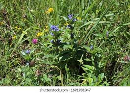 Attēlu rezultāti vaicājumam “Gentiana cruciata”