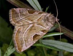 Attēlu rezultāti vaicājumam “Eucarta virgo”