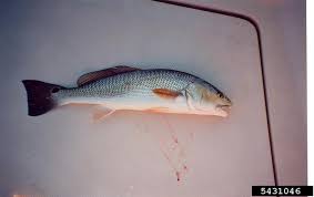 Image result for Sciaenops ocellatus