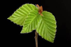 Attēlu rezultāti vaicājumam “Fagus sylvatica leaf”