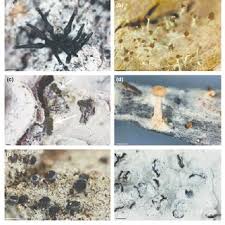 Attēlu rezultāti vaicājumam “Microcalicium disseminatum”