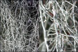 Attēlu rezultāti vaicājumam “Ramalina thrausta”