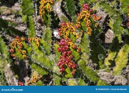 Attēlu rezultāti vaicājumam “Euphorbia palustris fruit”