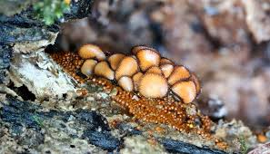 Attēlu rezultāti vaicājumam “Lamproderma arcyrioides stalked”