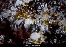 Attēlu rezultāti vaicājumam “Polycephalomyces tomentosus”