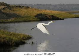 Attēlu rezultāti vaicājumam “Egretta alba adult”