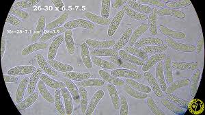 Attēlu rezultāti vaicājumam “Propolis farinosa”