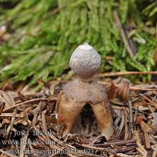 Attēlu rezultāti vaicājumam “Geastrum quadrifidum”