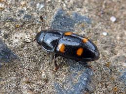 Attēlu rezultāti vaicājumam “Glischrochilus hortensis”