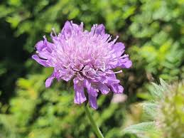 Image result for Knautia dipsacifolia