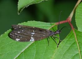 Attēlu rezultāti vaicājumam “Megaloptera”