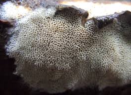 Attēlu rezultāti vaicājumam “Ceriporiopsis resinascens”