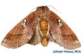 Attēlu rezultāti vaicājumam “Notodontidae”