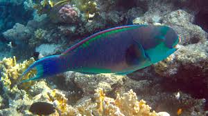 Image result for Chlorurus gibbus