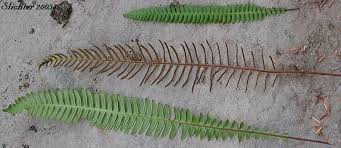 Attēlu rezultāti vaicājumam “Blechnum spicant”