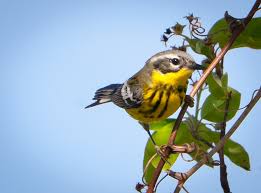 Image result for Dendroica magnolia