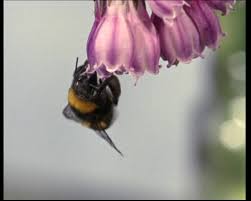 Attēlu rezultāti vaicājumam “Bombus terrestris”